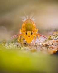 Dicyrtomina ornata