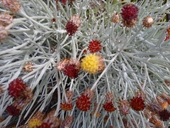 Syncarpha gnaphaloides