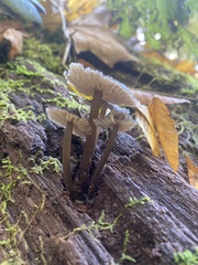Arrhenia epichysium