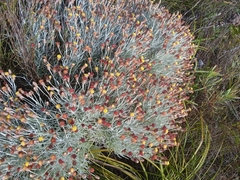 Syncarpha gnaphaloides