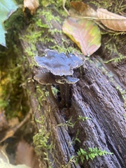Arrhenia epichysium