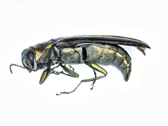 Agrilus masculinus
