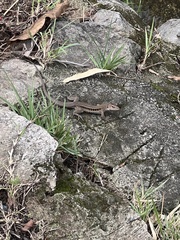 Pholidoscelis exsul