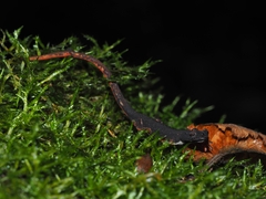 Salamandrina perspicillata