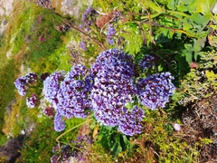 Limonium perezii