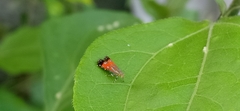 Tricyanaula aurantiaca