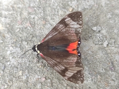 Dysschema leucophaea