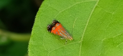 Tricyanaula aurantiaca