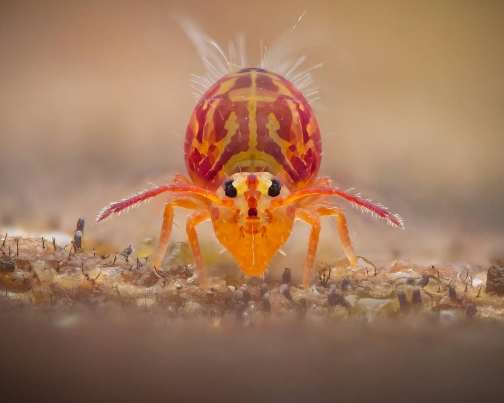 Dicyrtomina minuta