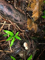 Exocnophila