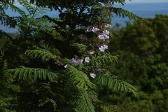 Jacaranda poitaei