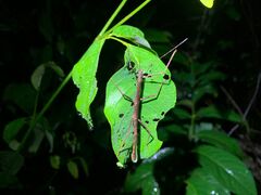 Exocnophila