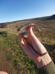 Lycodonomorphus rufulus