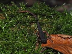 Salamandrina perspicillata