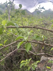 Rotheca myricoides