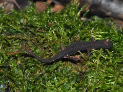 Salamandrina perspicillata