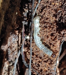 Scolecocampa