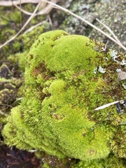 Dicranum montanum