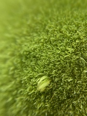 Dicranum montanum