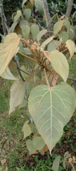 Croton coriaceus