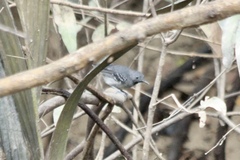 Hypocnemoides melanopogon