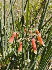 Alstroemeria isabellana