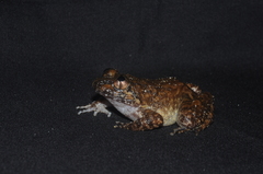 Limnonectes conspicillatus