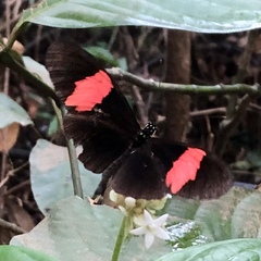 Heliconius erato hydara