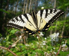 Papilio canadensis