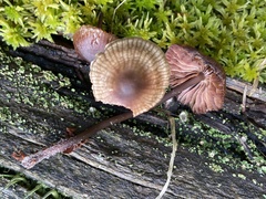 Mycena sanguinolenta