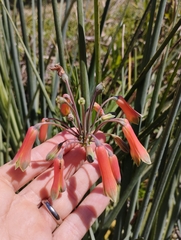 Alstroemeria isabellana