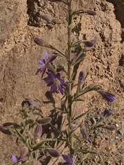 Malesherbia linearifolia