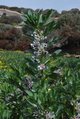 Vicia faba