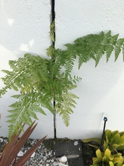 Macrothelypteris torresiana