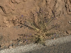 Malesherbia linearifolia