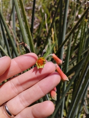 Alstroemeria isabellana