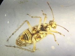 Saldidae