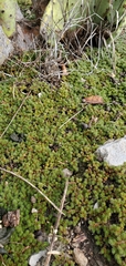 Selaginella wrightii