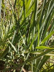 Alstroemeria isabellana
