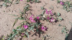 Dolichos hastiformis