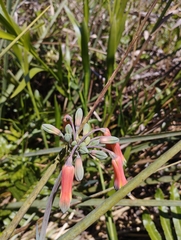 Alstroemeria isabellana