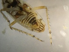 Saldidae