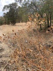 Ferula orientalis