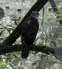 Nisaetus cirrhatus limnaeetus