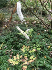 Actaea racemosa