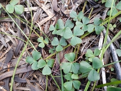 Oxalis truncatula