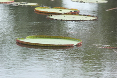 Victoria amazonica