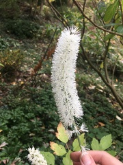 Actaea racemosa
