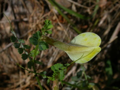 Vicia hybrida