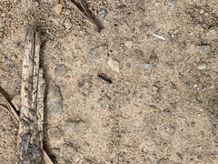 Brachyponera chinensis